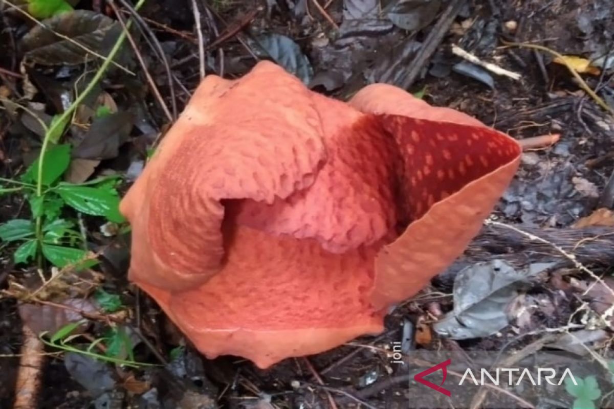 Rafflesia Arnoldii mekar sempurna di Palupuh Agam