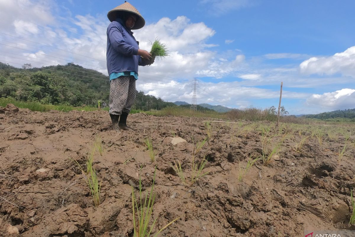 Pemkab Batanghari minta bantuan benih padi dongkrak produktivitas lahan