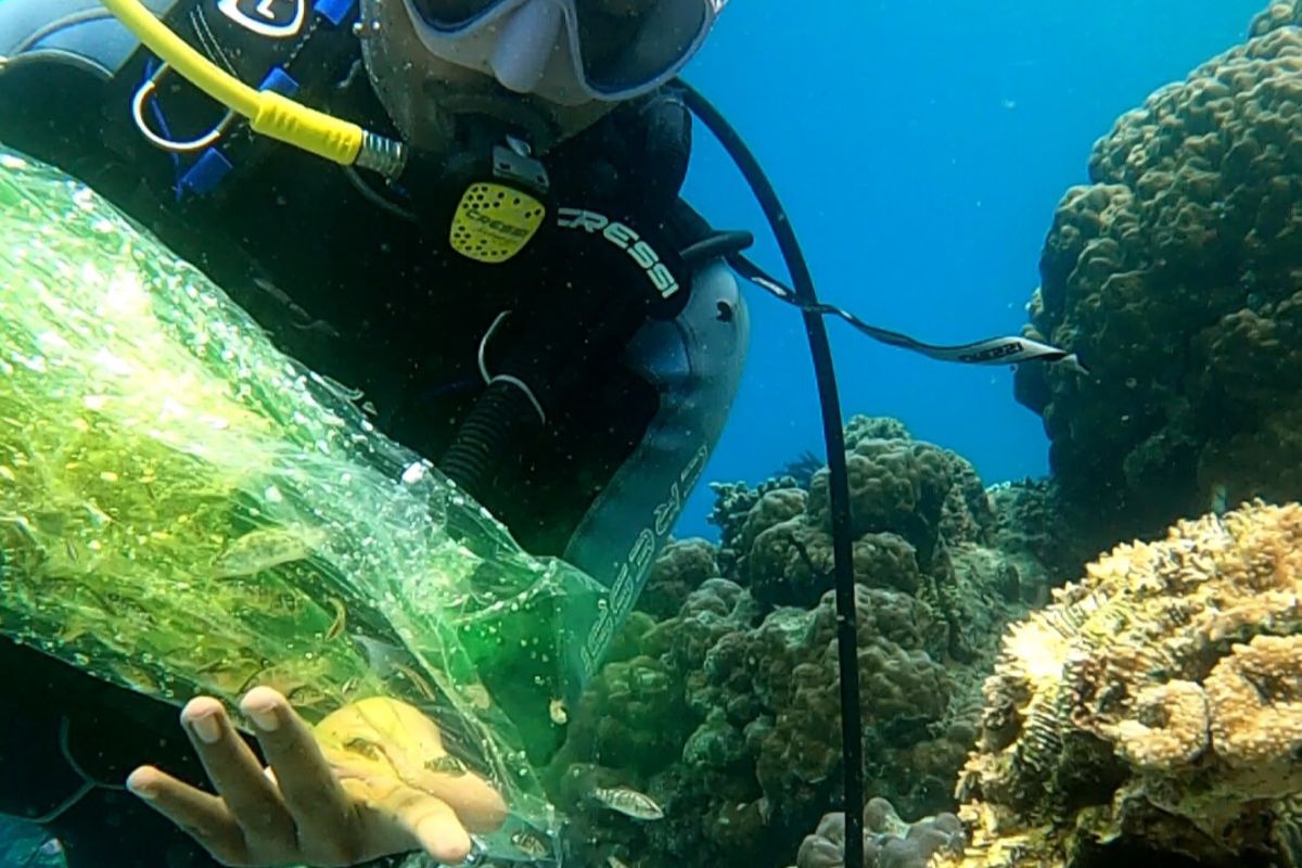 Jala Ina tebar ratusan benih ikan dukung penyelamatan Pulau Pombo Maluku