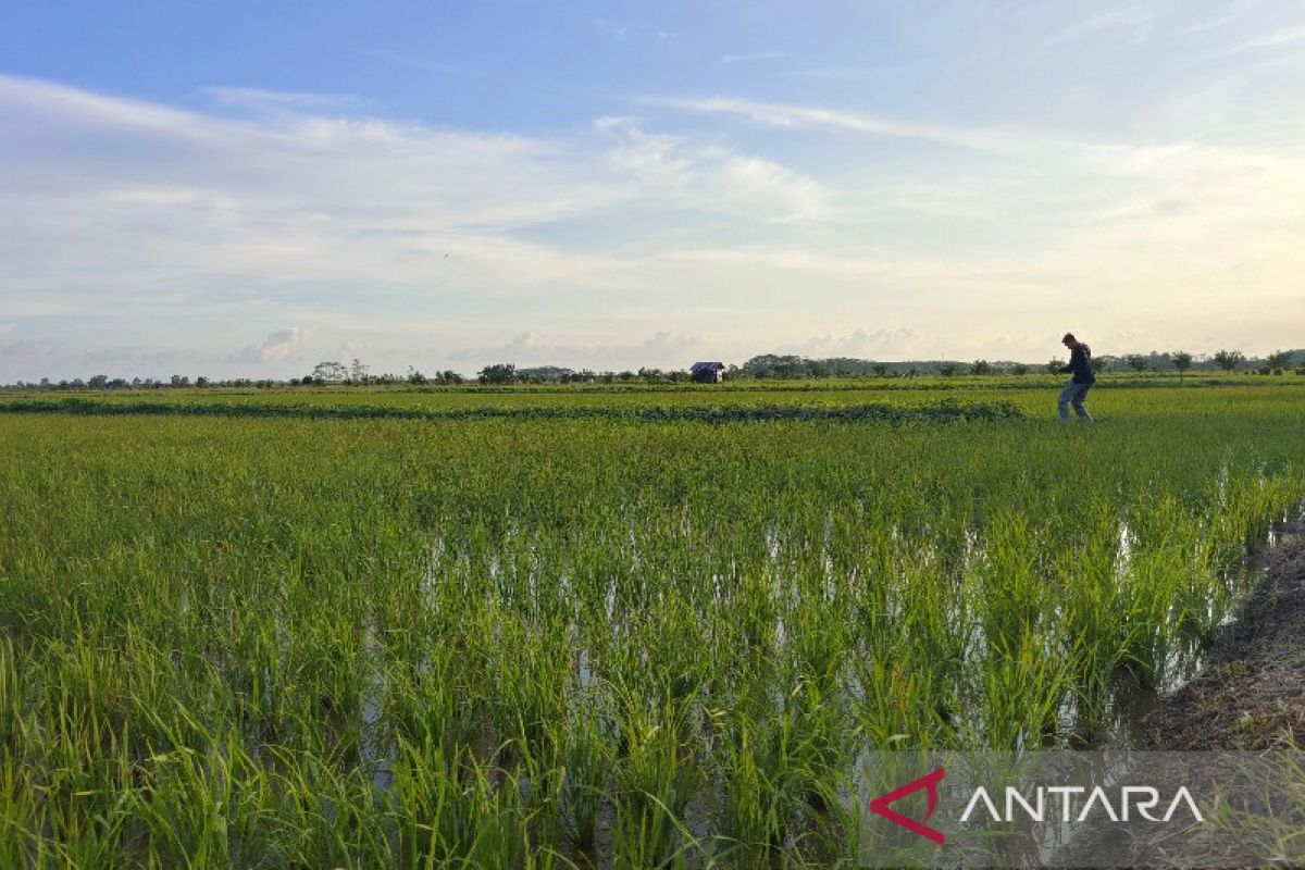 CIPS : Adopsi intensifikasi pertanian berkelanjutan semakin mendesak