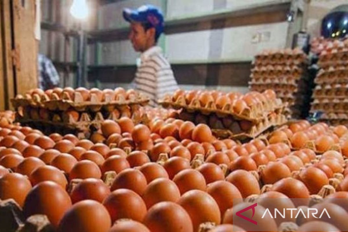 Harga telur ayam di Singkawang capai Rp31 ribu per kilogram
