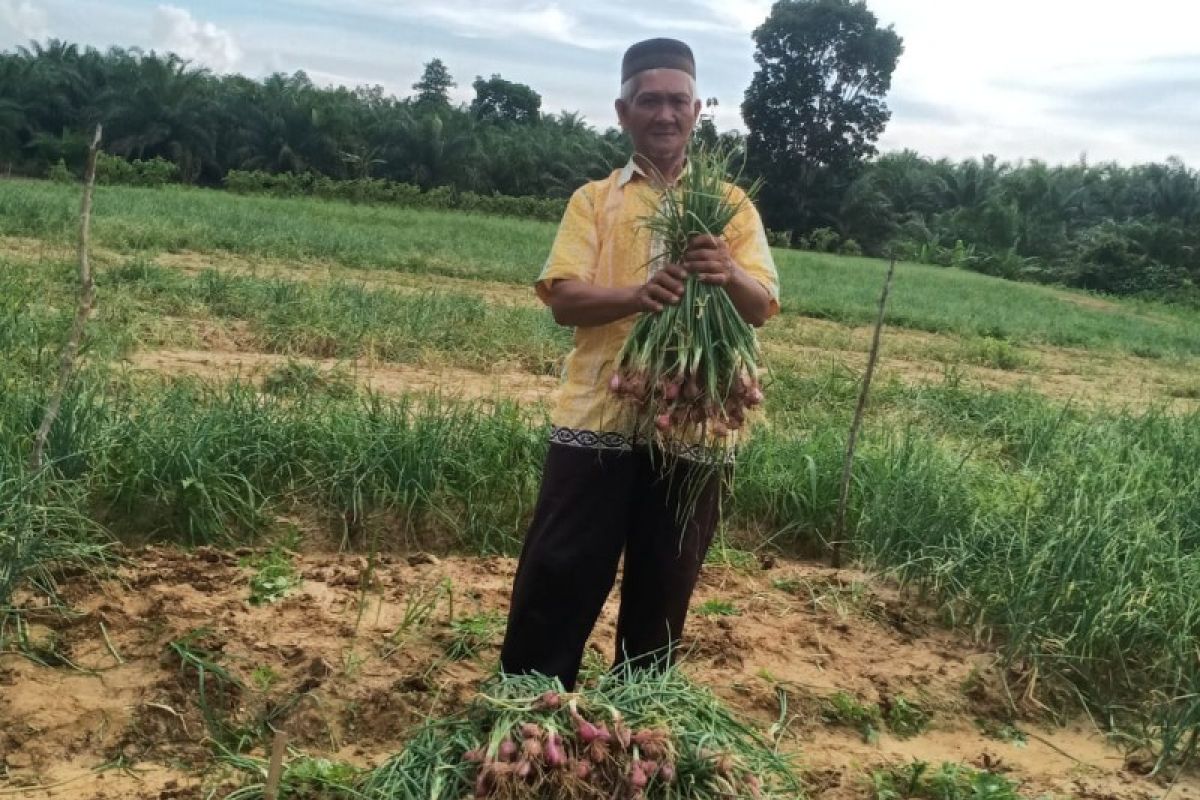 DTPH Paser bangun gudang benih penangkaran Bawang Merah