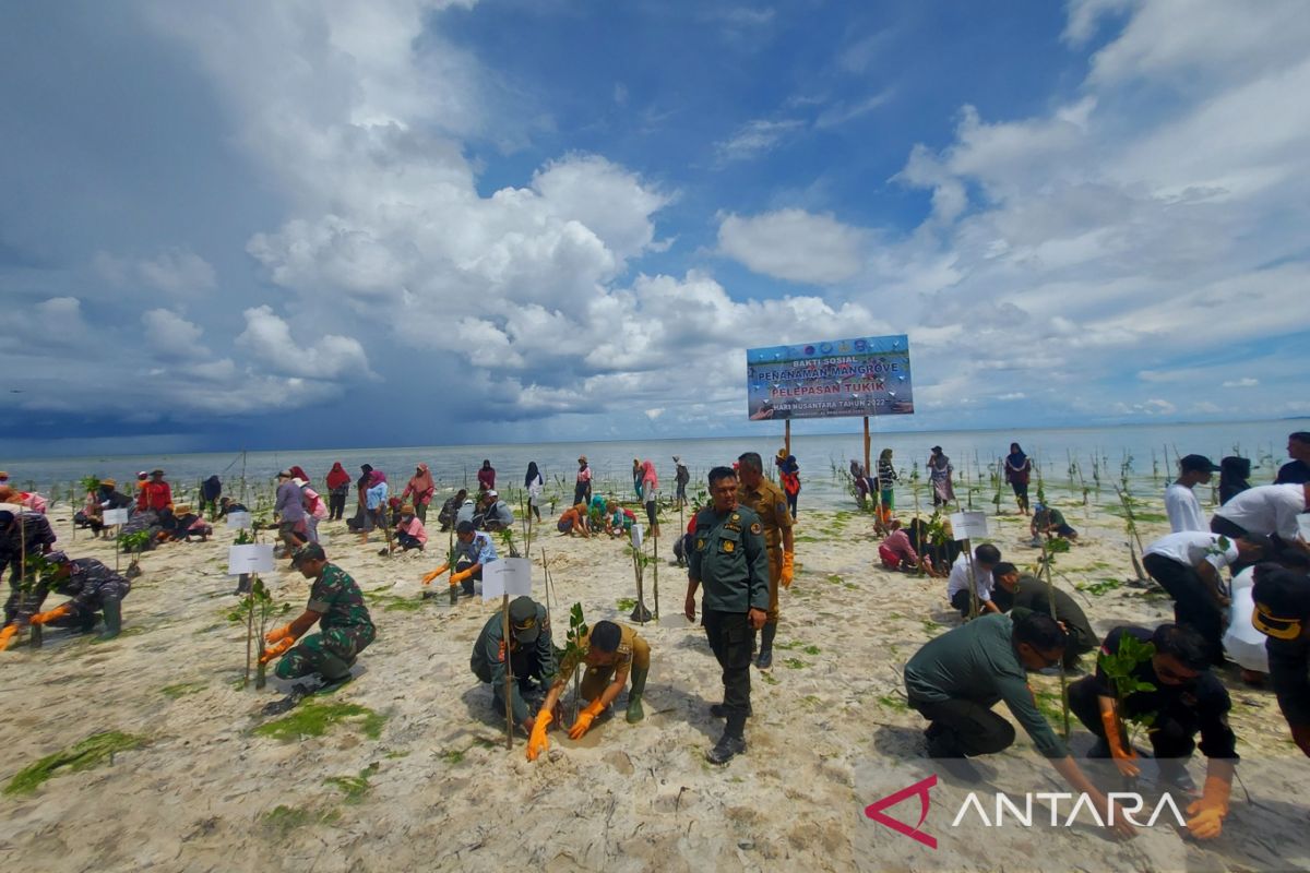 Wakatobi plants mangrove trees, releases 100 green turtle babies