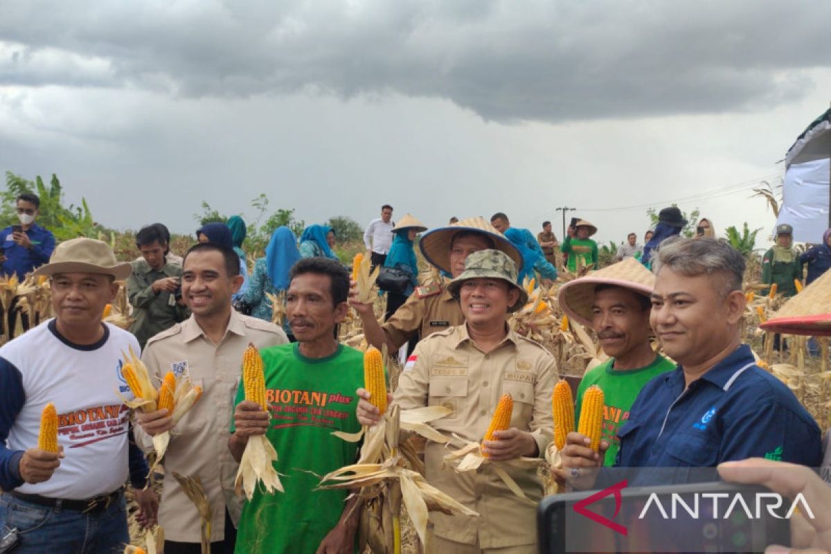 Kabupaten Ogan Komering Ulu panen raya jagung di demplot seluas 1,5 hektare