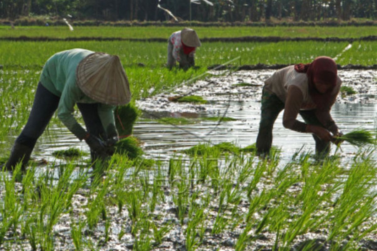 Upah buruh tani di Kabupaten Gowa