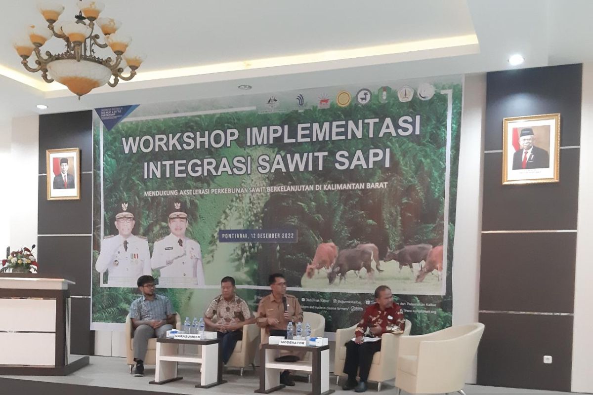 Program sistem integrasi sawit sapi di Kalbar digencarkan