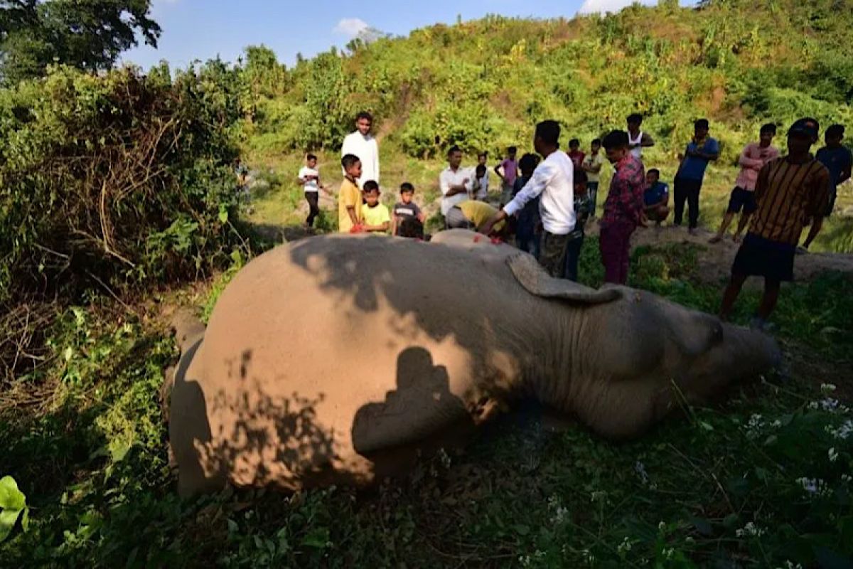 Begini upacara pemakaman gajah liar di India