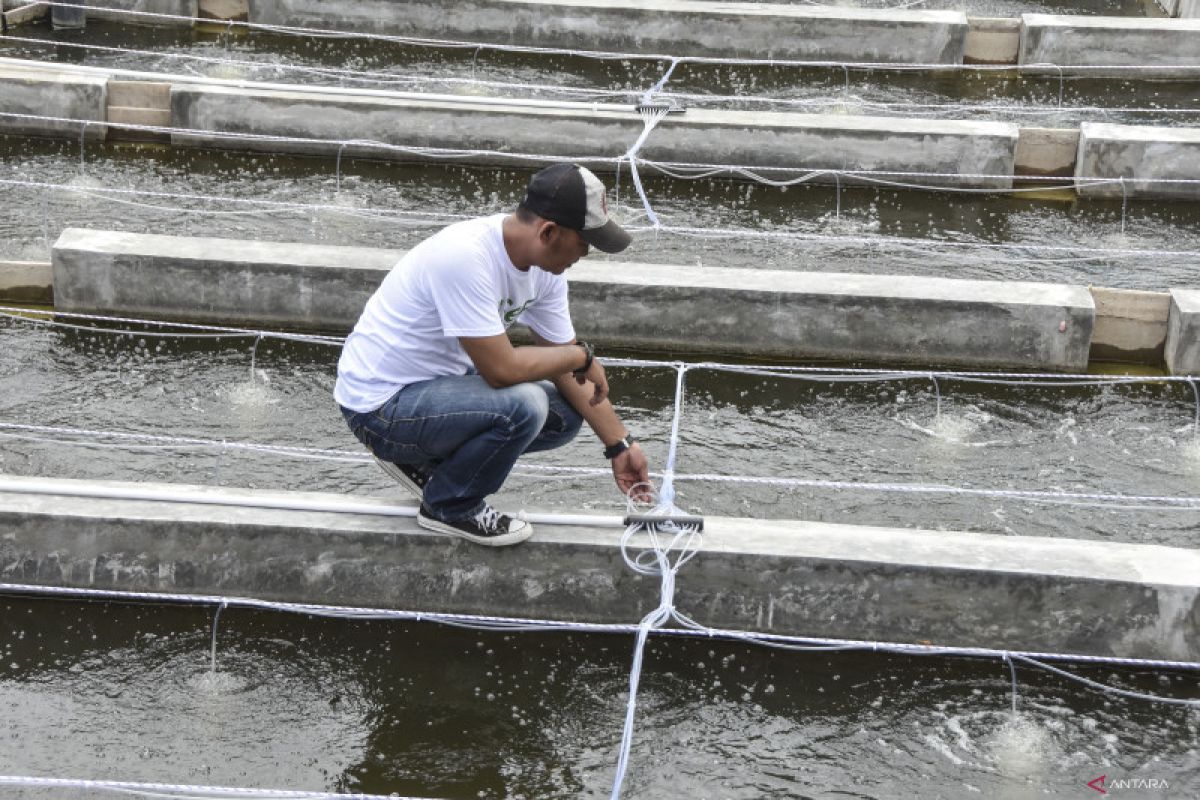 Perusahaan akuakultur eFishery raih pendanaan seri D Rp3 triliun