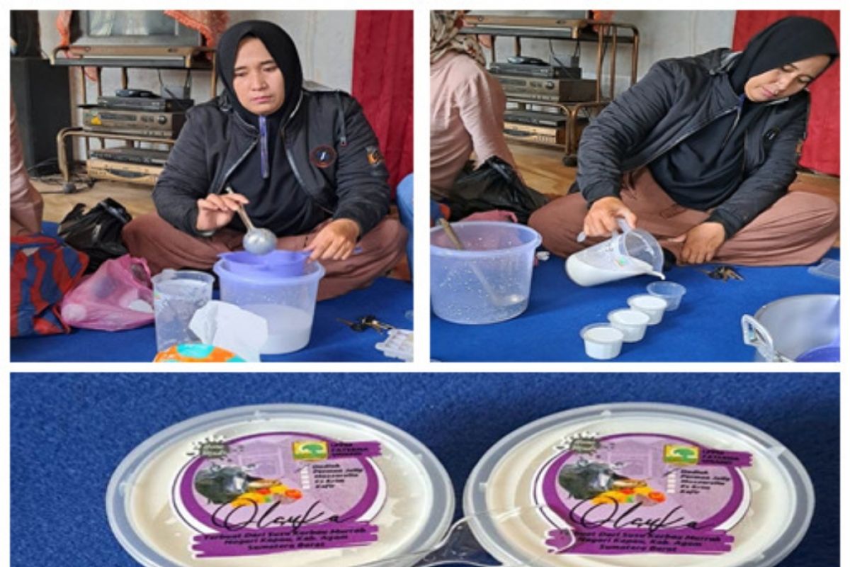 PKM Faterna Unand -- Dadiah Susu Kerbau Murrah dengan Cup Plastik Guna Tingkatkan Pendapatan Keluarga Peternak Kerbau Murrah di Nagari Kapau