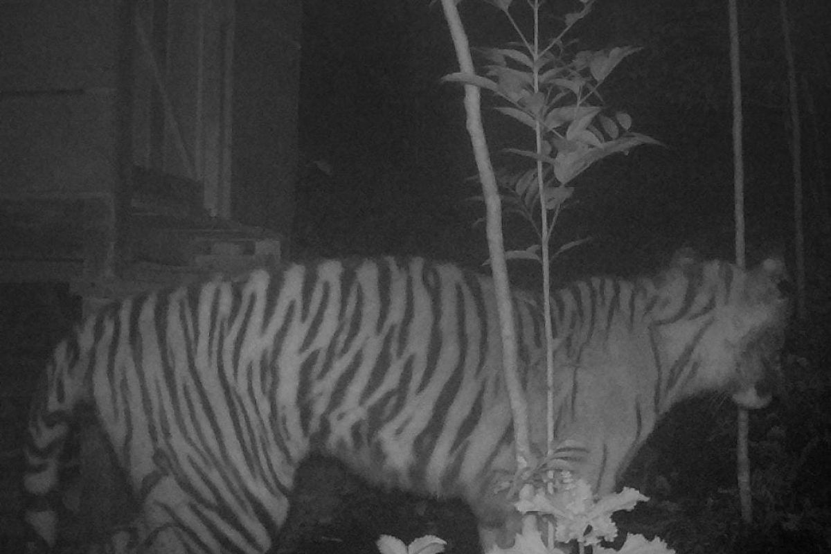 BKSDA: Kemunculan Harimau Sumatera di Solok Selatan hanya sementara