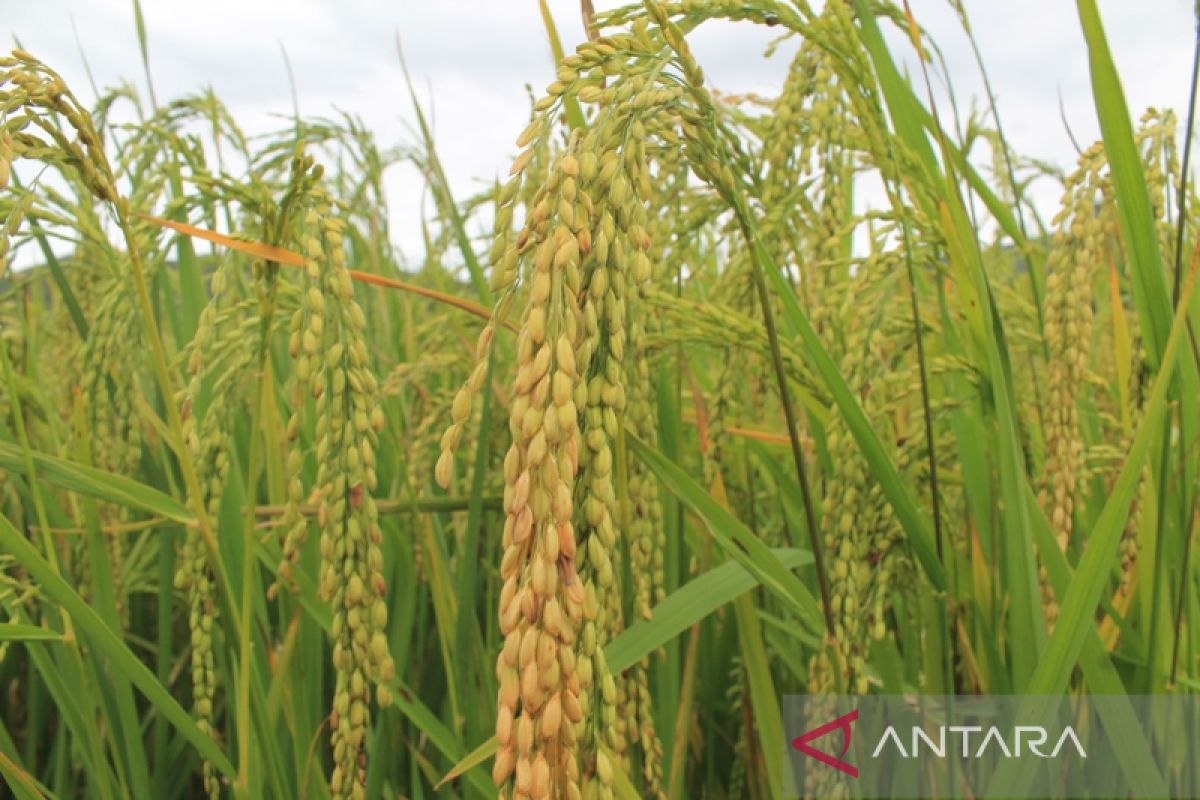 Bulog Wamena rampungkan penyaluran beras empat kabupaten