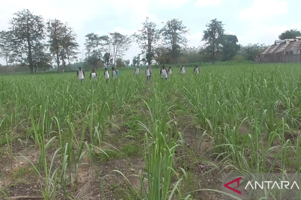 Produksi gula dan tebu Jatim tertinggi nasional