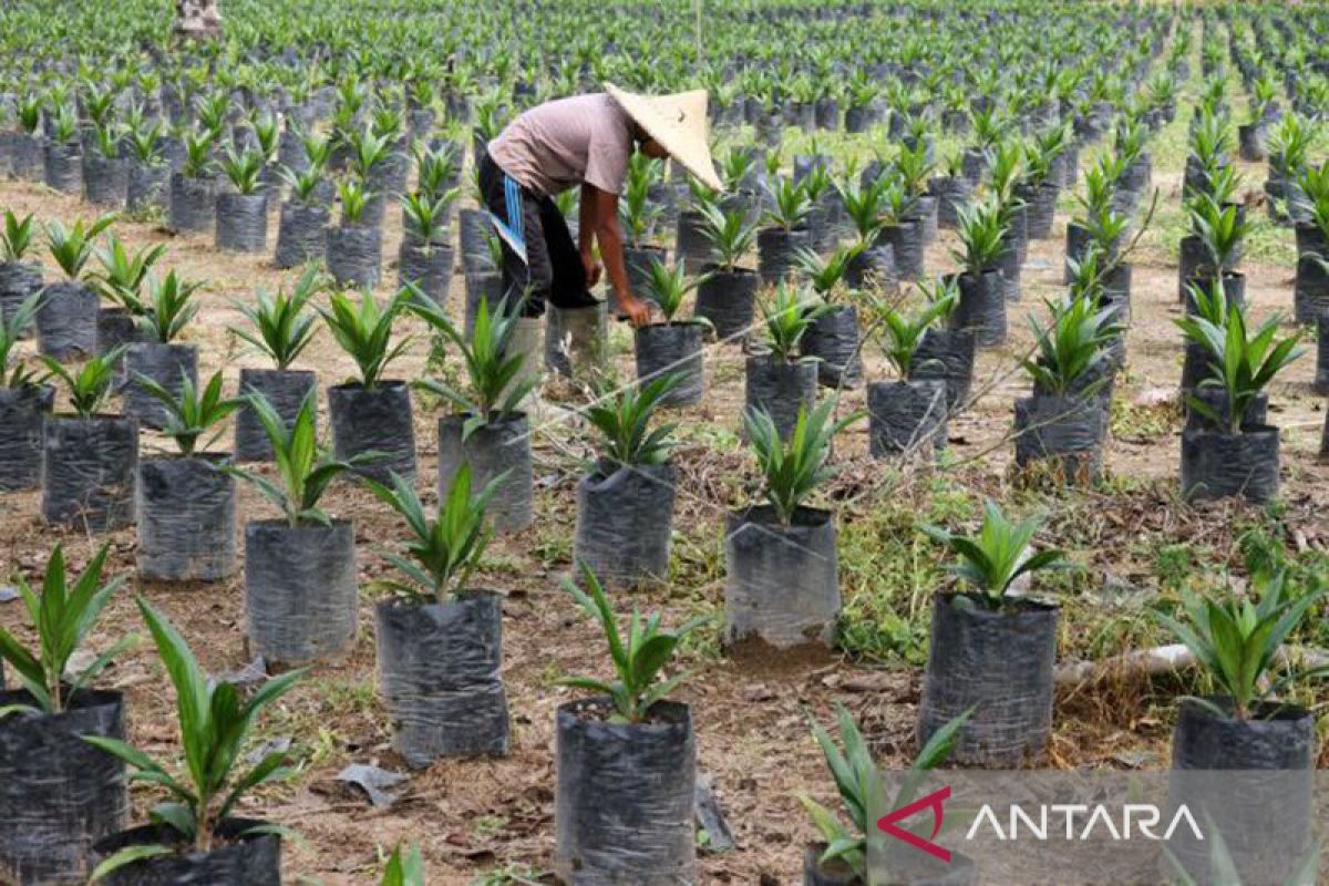 Program peremajaan sawit dapat mendongkrak pendapatan petani