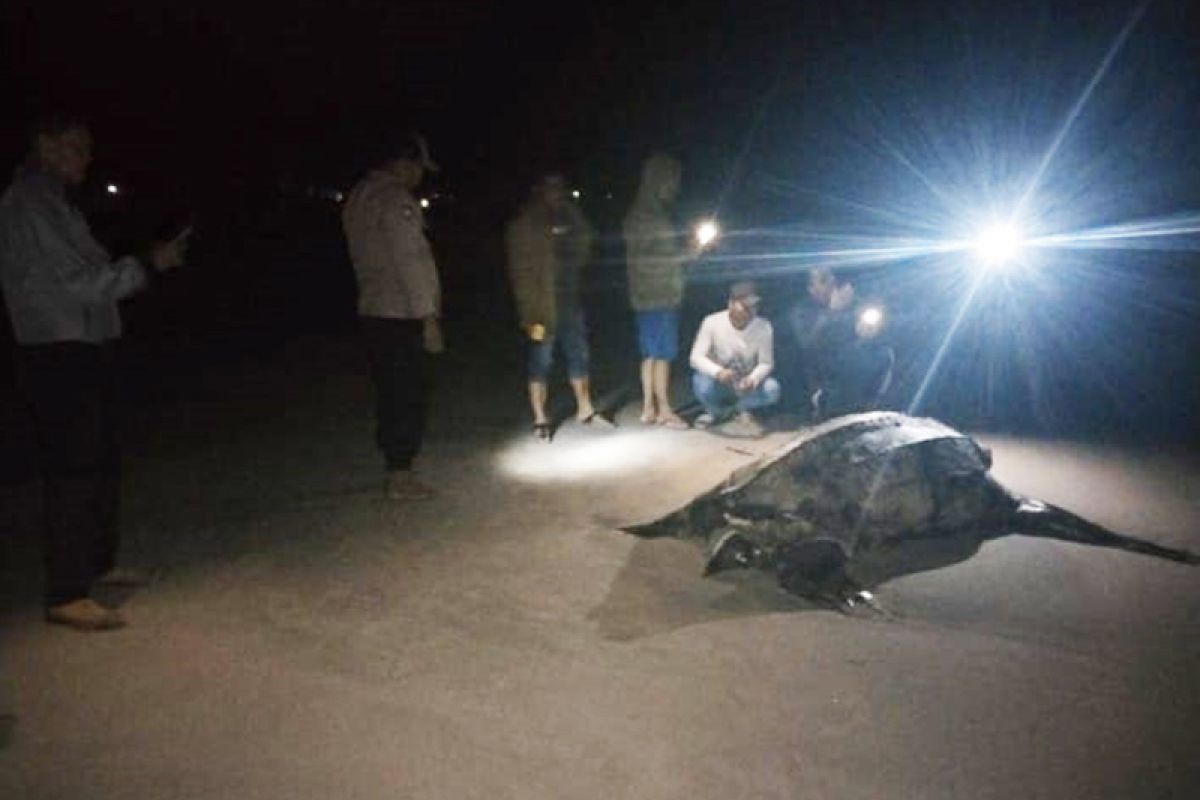 Penyu belimbing ditemukan mati di Pulau Simeulue
