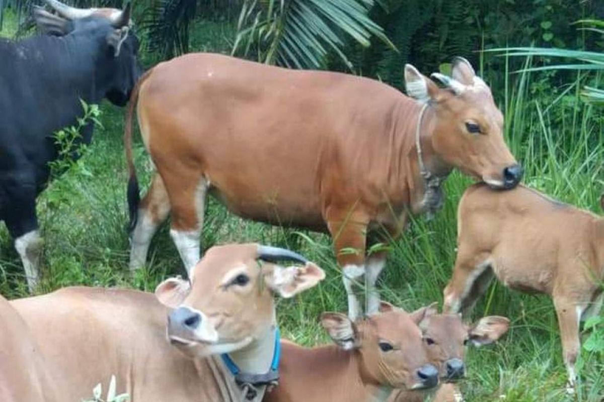 Kalbar potensial kembangkan integrasi sawit sapi