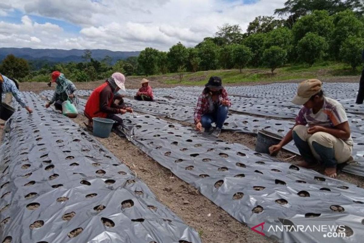 Pemprov Sulteng  dorong petani di Napu Poso perluas lahan hortikultura