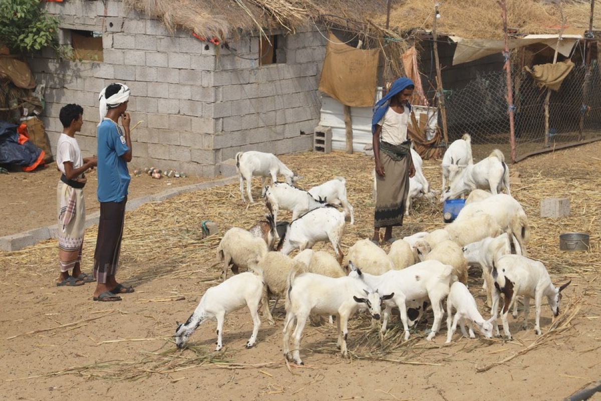 FAO terima hibah Bank Dunia untuk dukung ketahanan pertanian di Yaman