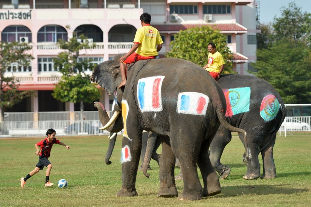 Bermain sepak bola bersama gajah di Thailand