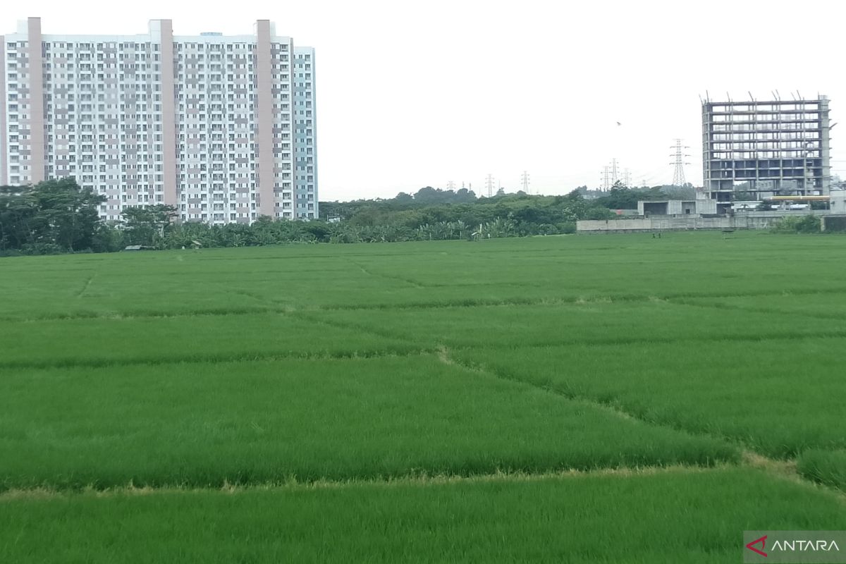 Bupati Karawang sebut produksi padi melimpah dan surplus capai 1,3 juta ton/tahun