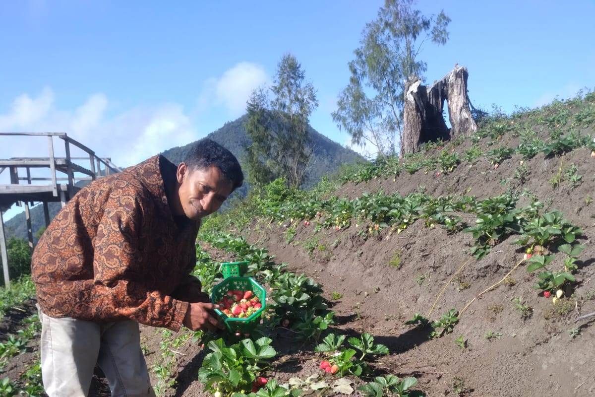 Melihat potensi agrowisata stroberi di Taman Nasional Kelimutu