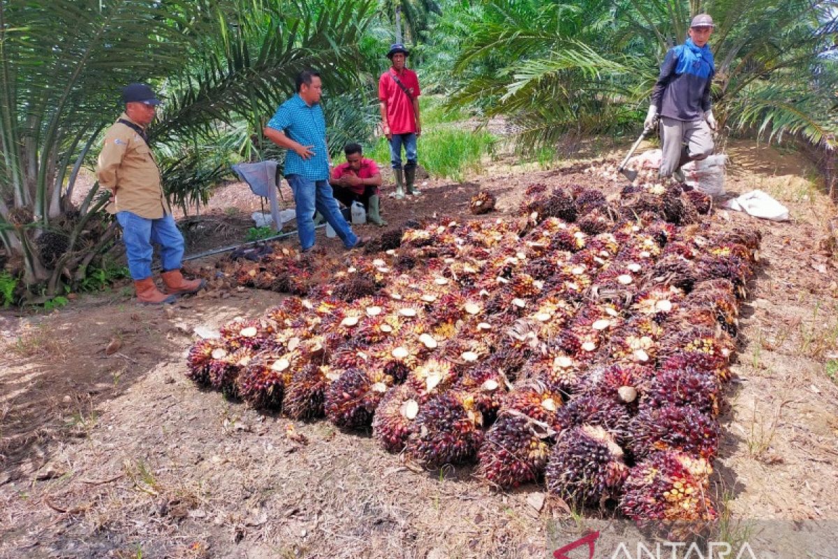 Bahagia ratusan petani mitra PTPN V pasca panen perdana Program PSR