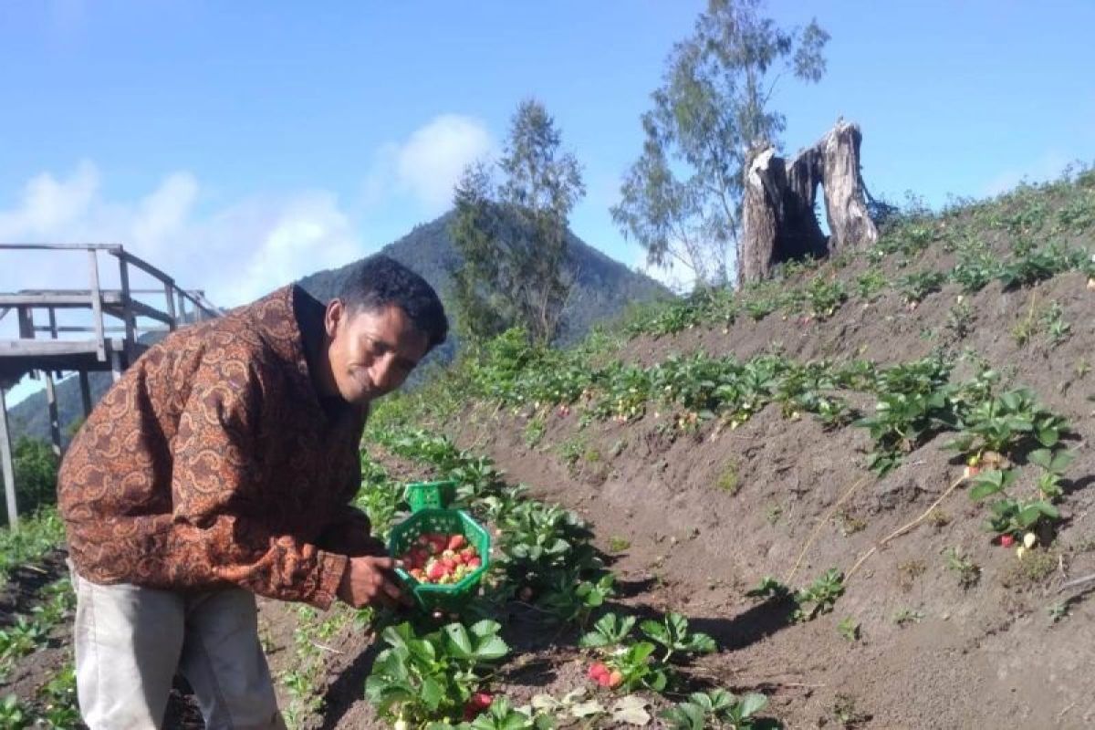 Melihat potensi agrowisata stroberi di Taman Nasional Kelimutu, NTT