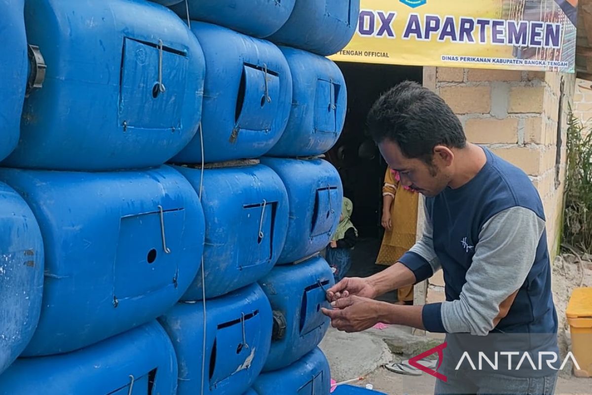 Pemerintah Bangka Tengah dorong warga budidayakan kepiting bakau