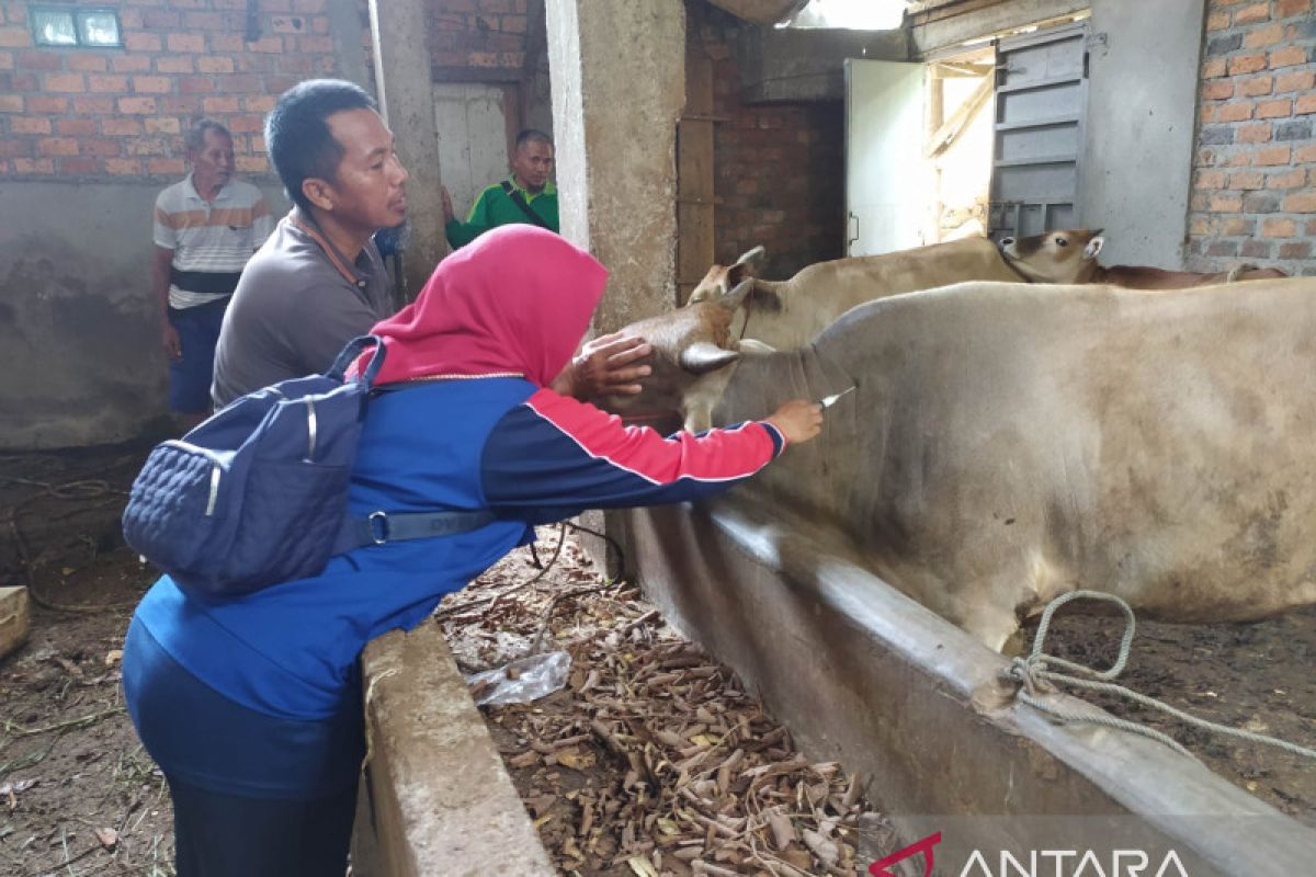 1.600 ekor sapi di Kabupaten OKU sudah divaksin PMK