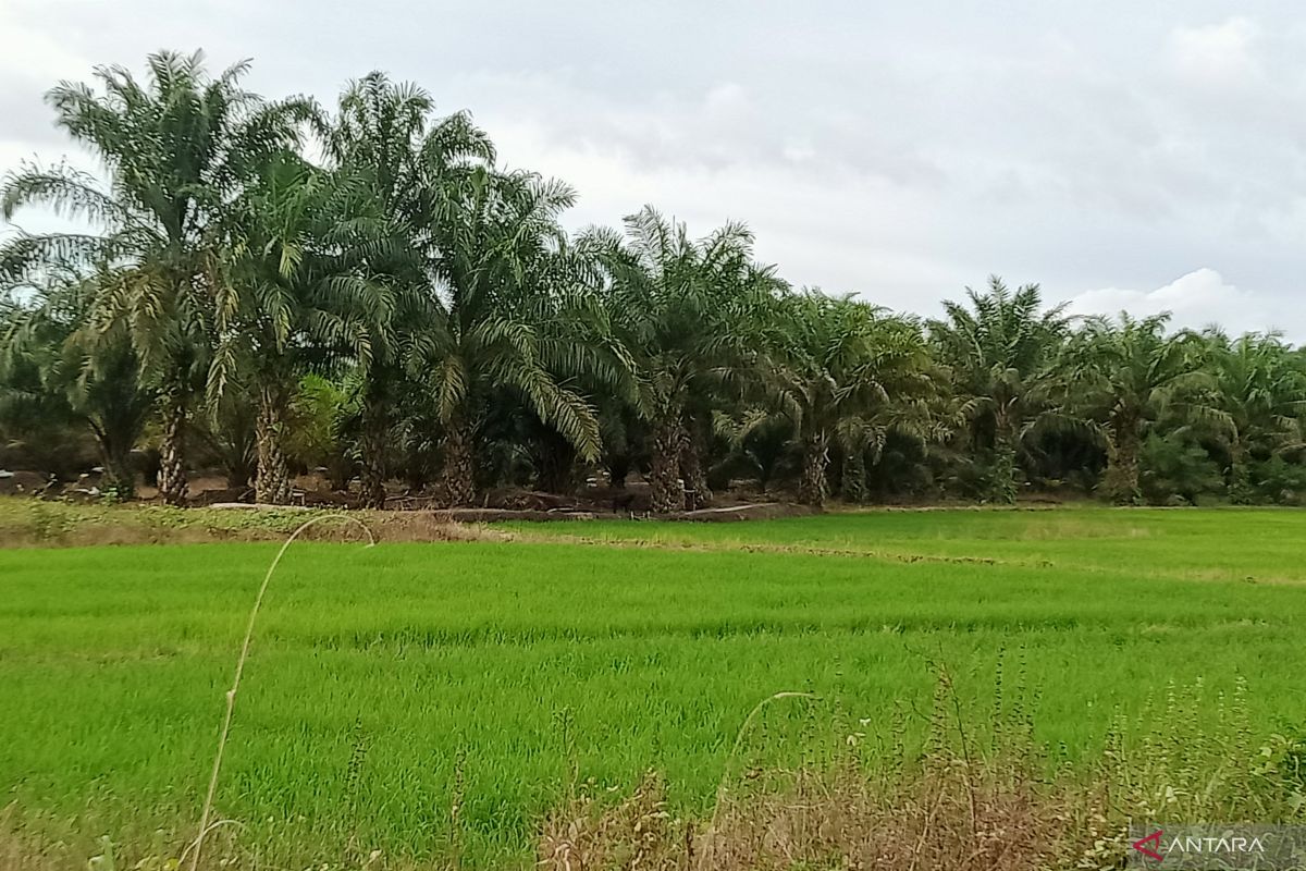 Pemerintah siapkan 10 persen lahan di IKN untuk  ketahanan pangan