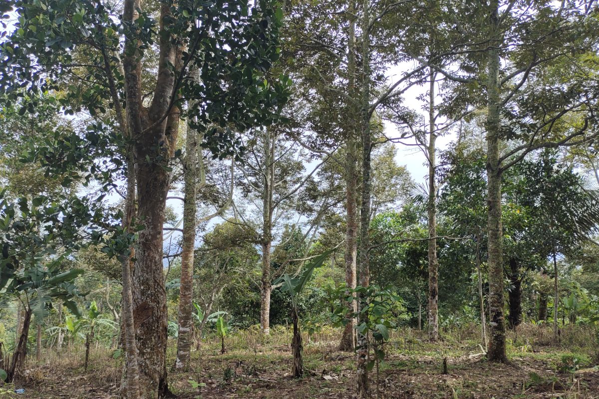 Lampung developing social forestry-based development area