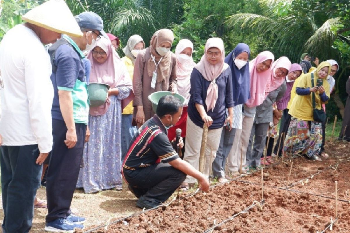 FFUI edukasi budidaya tanaman obat keluarga di Sasak Panjang Bogor