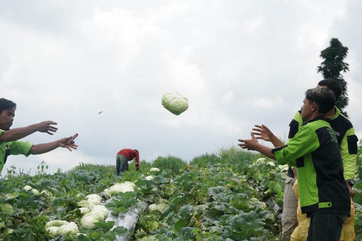 Dompet Dhuafa kirim sayur segar untuk penyintas gempa Cianjur