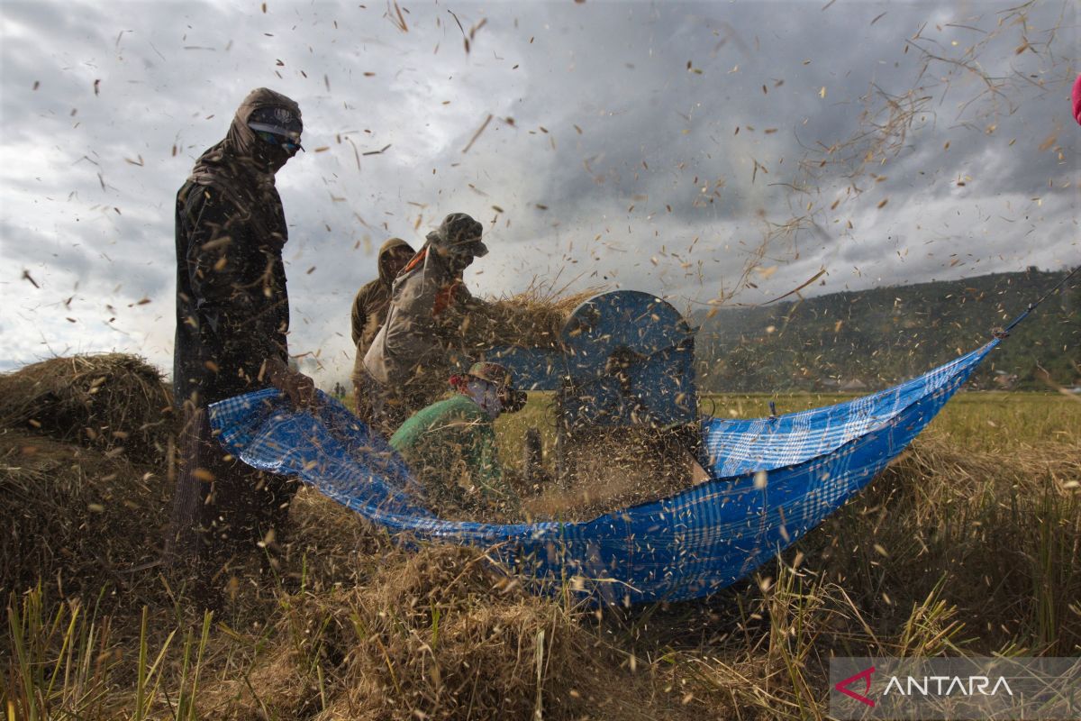 Mentan harap Bulog maksimalkan serap gabah petani pada panen raya