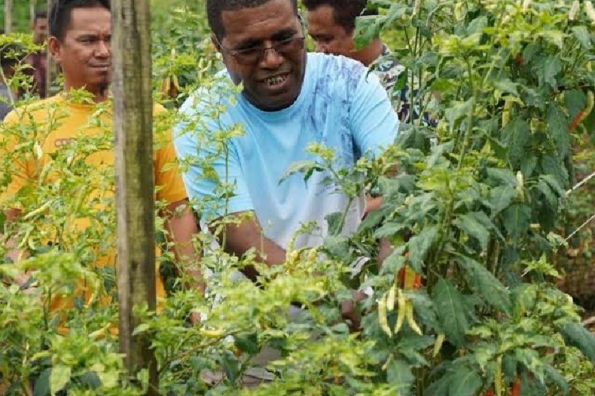 Dinas Pertanian: Pengendalian inflasi di Biak turunkan harga pangan lokal