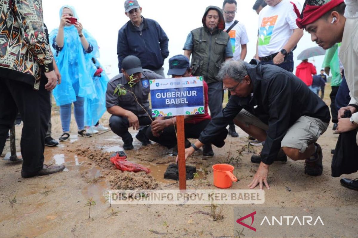 Pemprov Babel - IA ITB tanam 1.000 pohon kayu putih