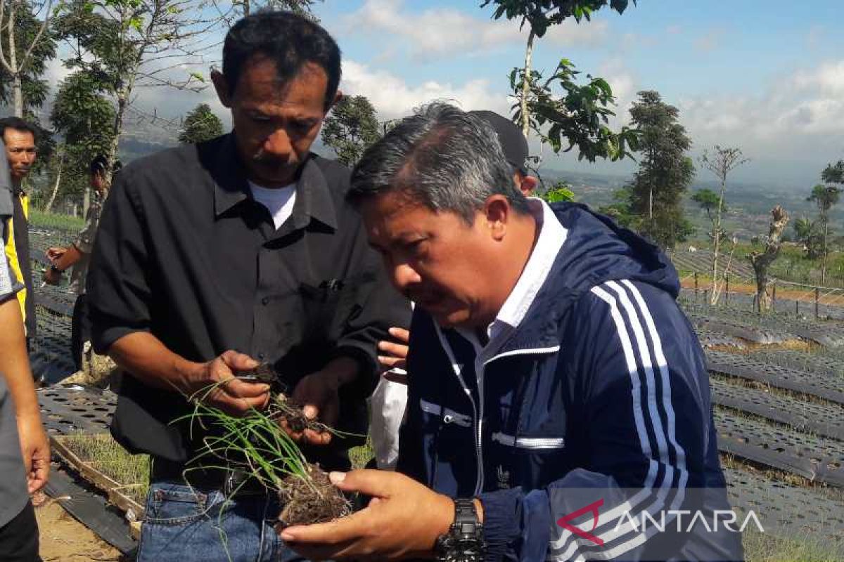 Dirjen Hortikultura: "food estate" mampu kendalikan inflasi