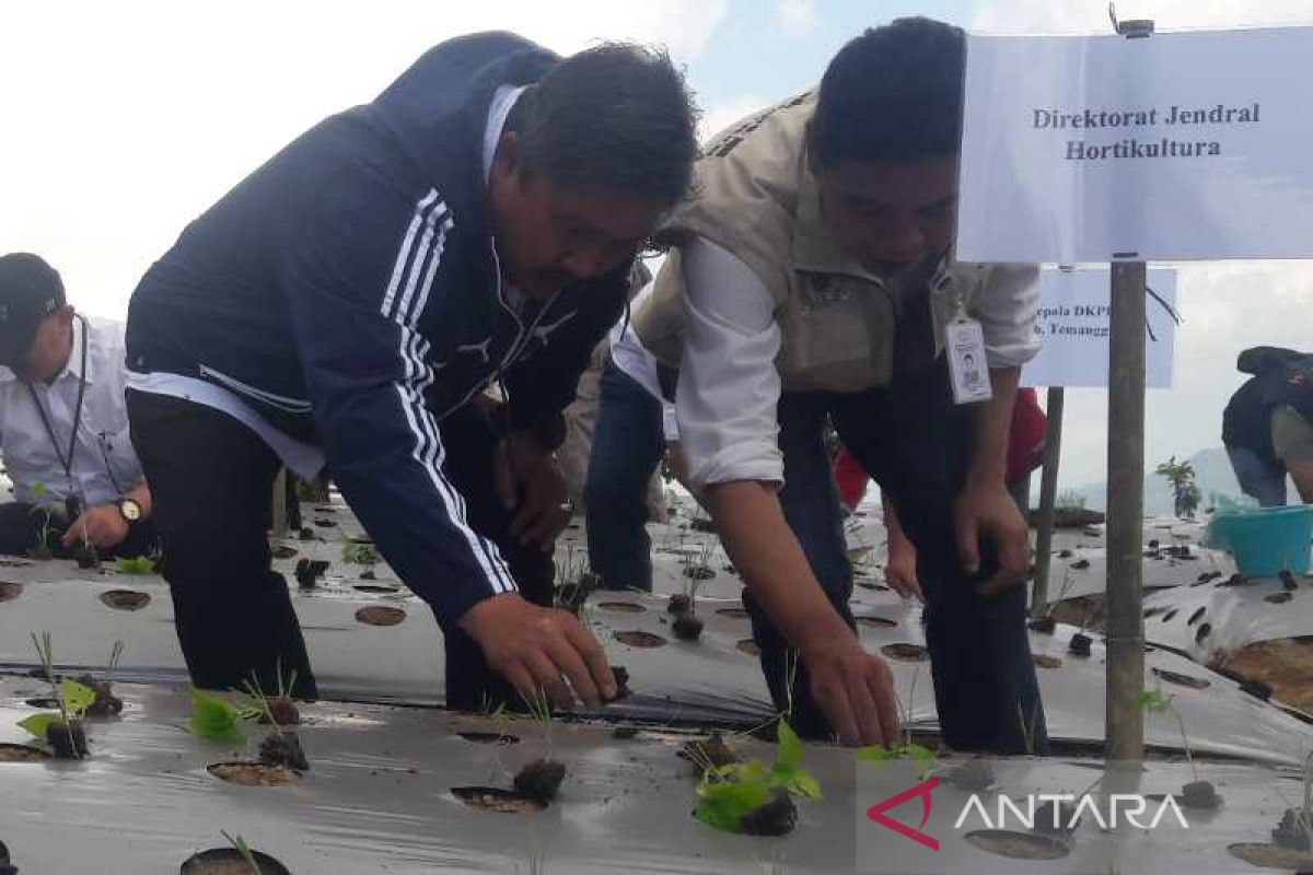 Budi daya bawang harus bermodel "soil block"