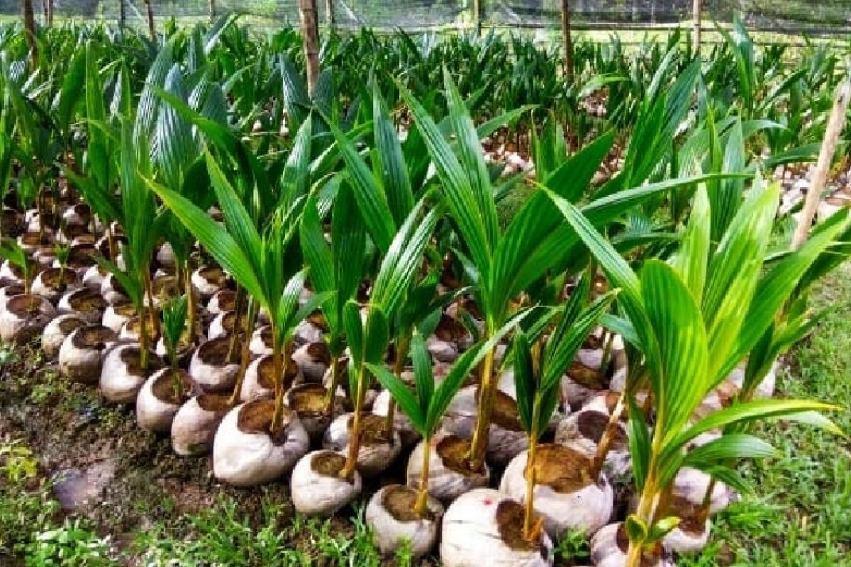 Pemkab Biak bersama DPR RI menanam 100 bibit kelapa di Pulau Owi