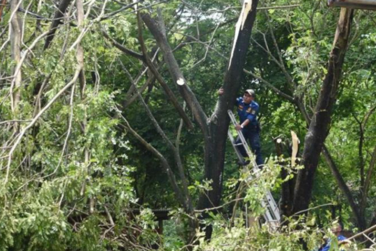 Pemkab Karawang lakukan pemangkasan pohon antisipasi pohon tumbang akibat cuaca ekstrem