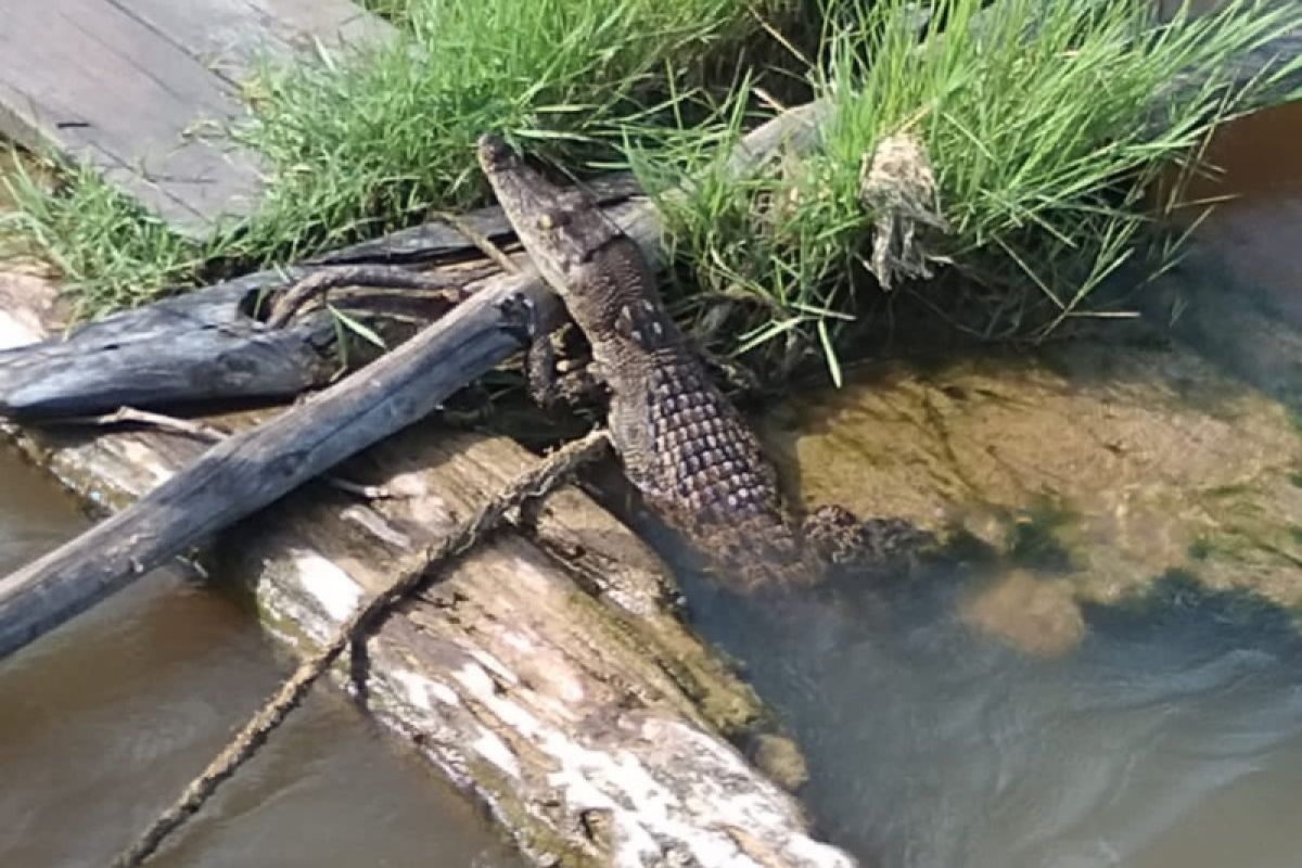 Warga heboh kemunculan seekor buaya di jamban warga Sekadau