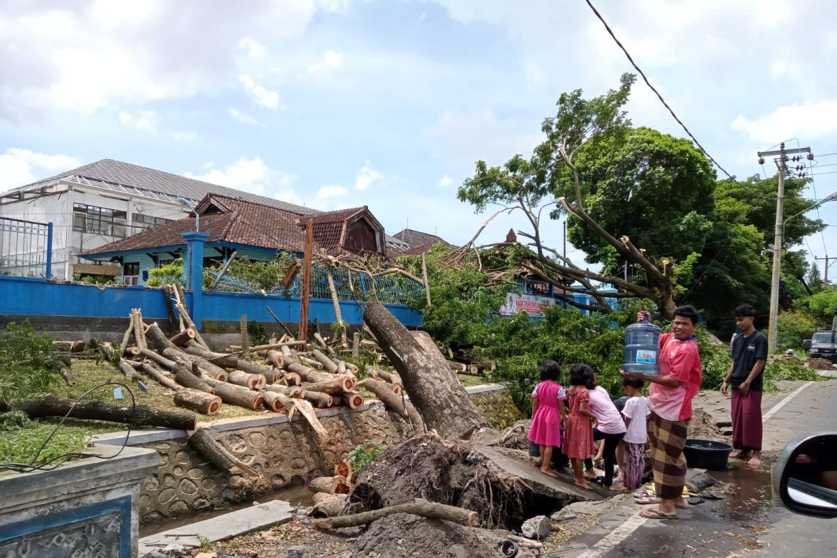 DLH penanganan 52 pohon tumbang di Kota Mataram dalam tahap pembersihan