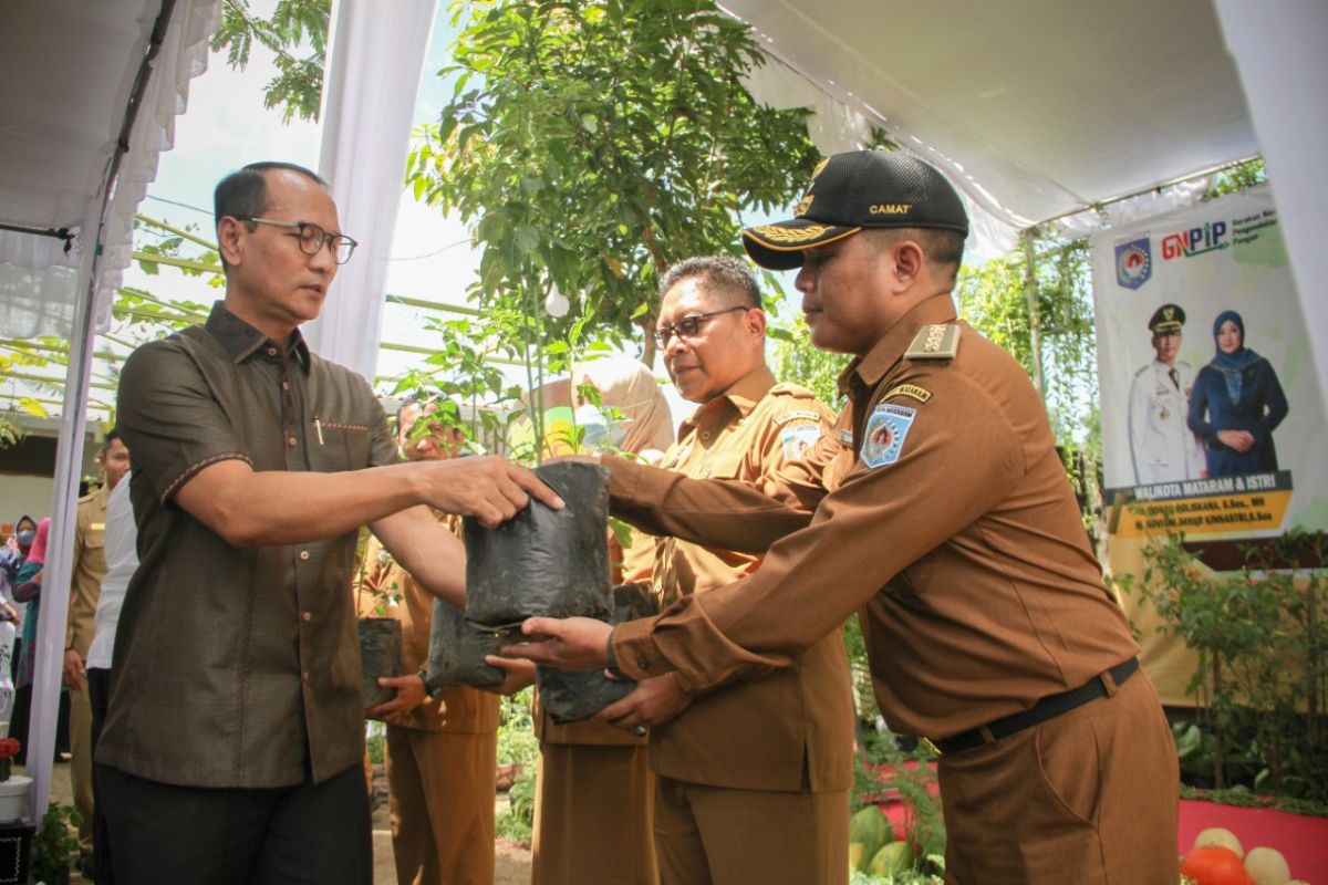 BI membantu kelompok P2L Mataram 12.000 bibit cabai