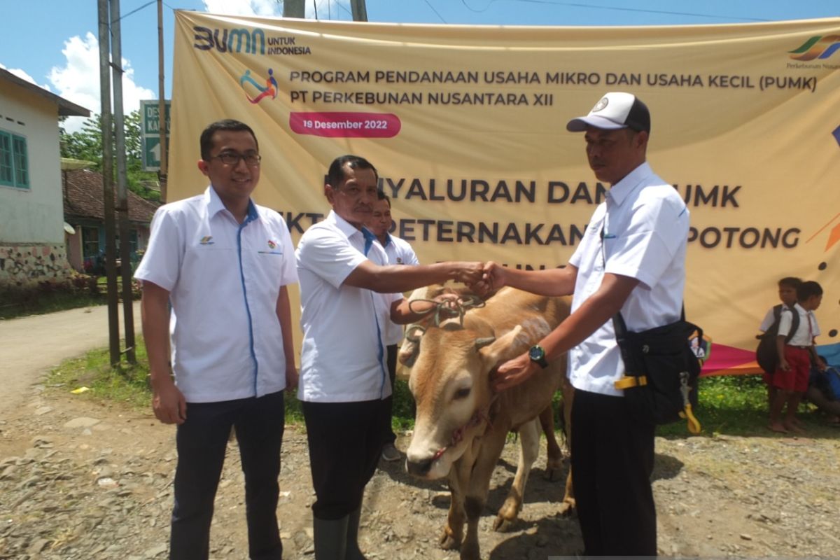 PTPN XII salurkan dana Rp5,2 miliar dukung usaha peternakan sapi potong