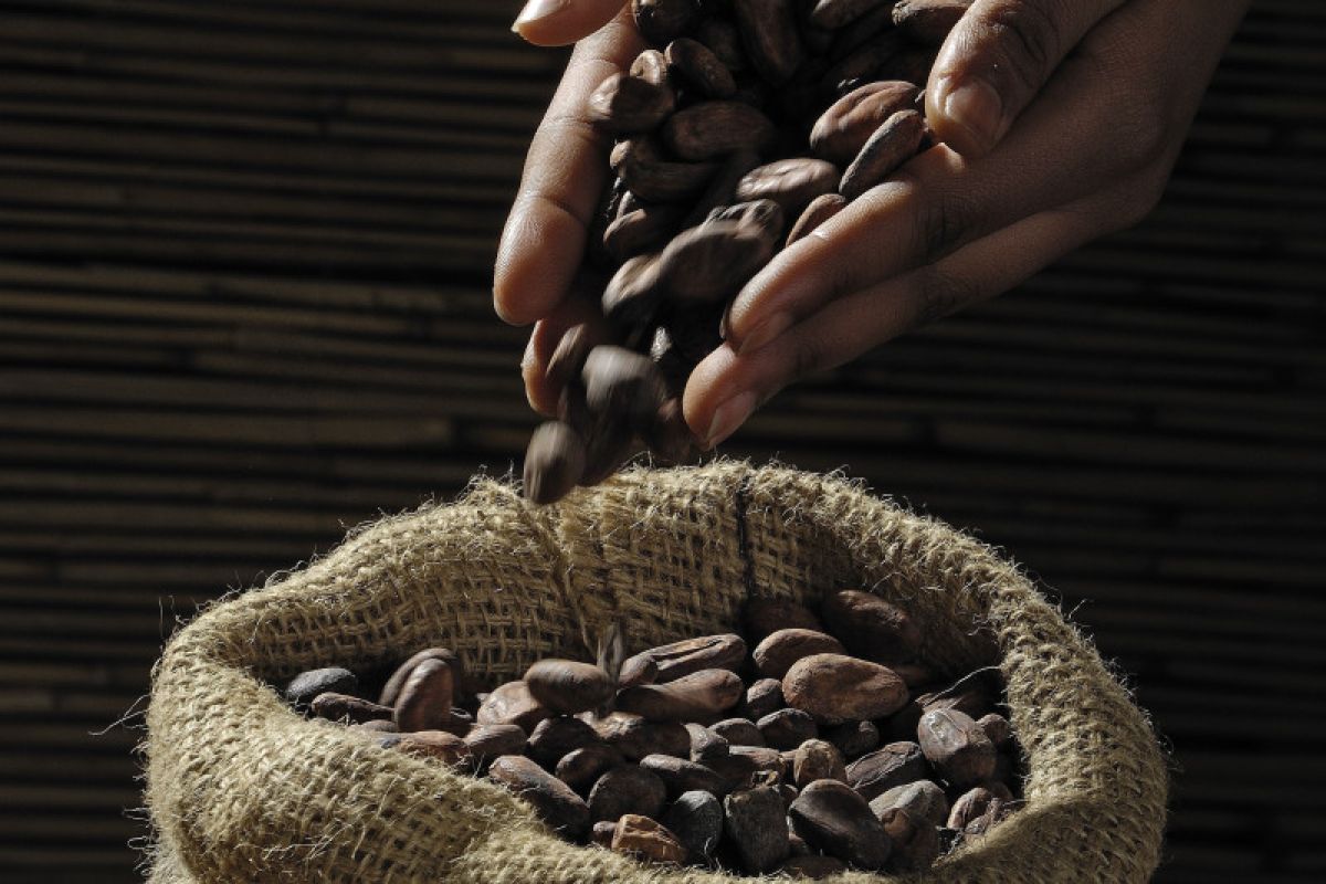 Intip keunikan produk cokelat premium asal Sigi, Sulawesi Tengah
