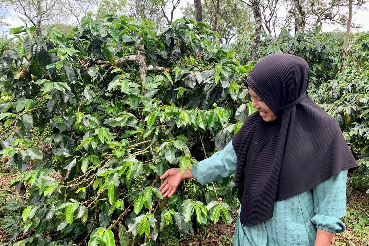 US launches "Resilient Coffee" to support Indonesian coffee farmers