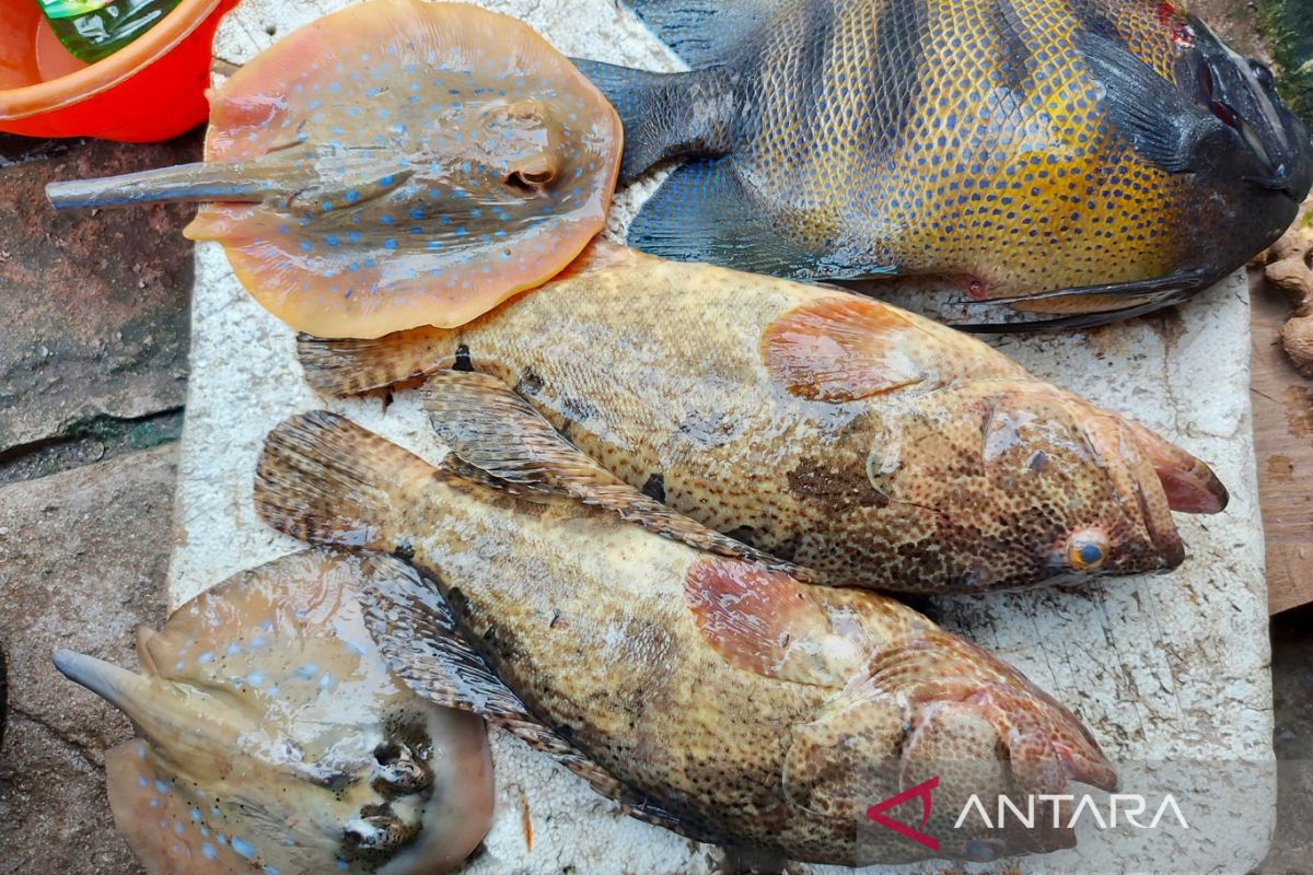Sumbar ekspor 30 ribu ikan kerapu ke Hong Kong