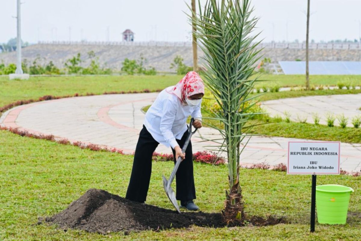 President Jokowi, First Lady plant date palms in Semantok Dam area