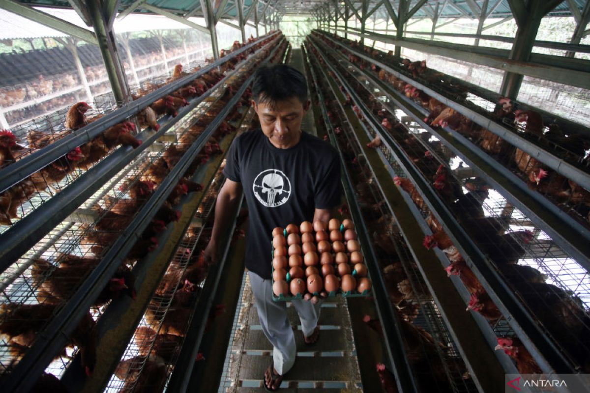 Mentan Amran tegaskan harga daging dan telur ayam harus sesuai HET