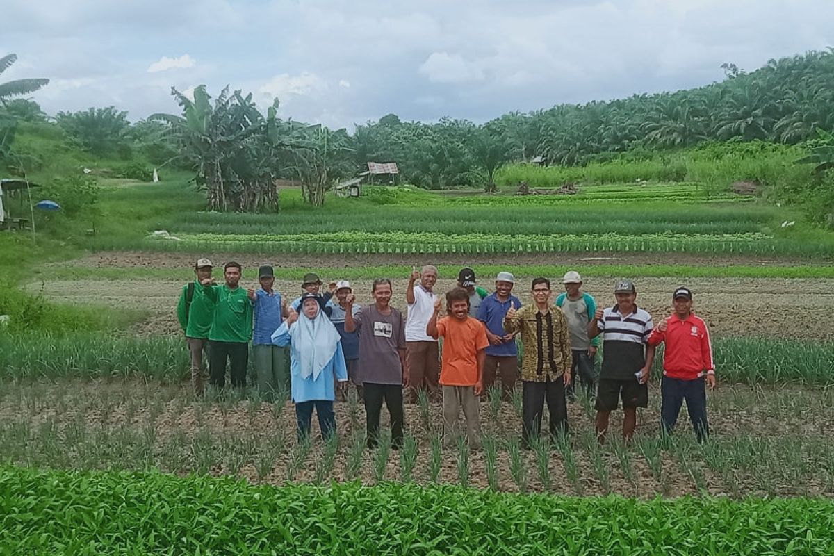 Enam Desa di Paser jadi penyokong kebutuhan sayur mayur