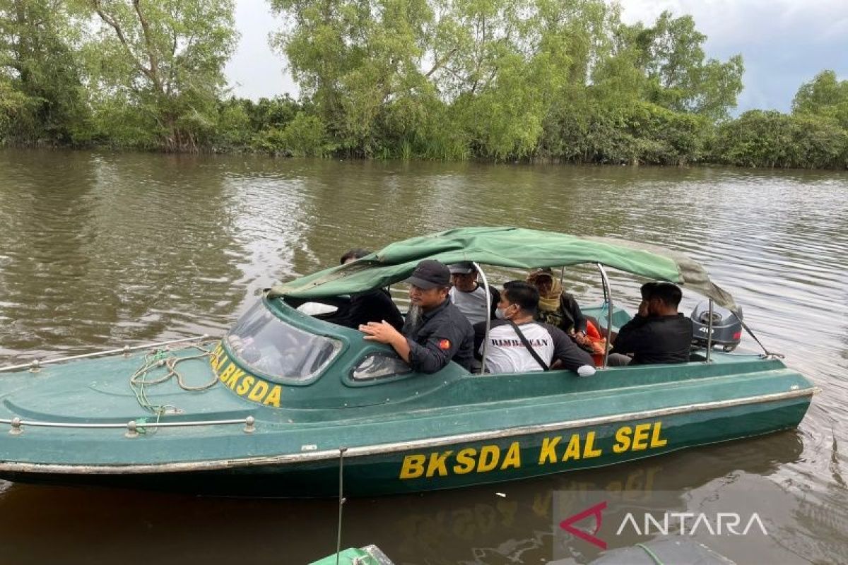 BKSDA Kalsel dan Sahabat Bekantan Indonesia jaga populasi bekantan dengan patroli terpadu